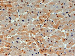 Invitrogen UBE2O Polyclonal Antibody 100 &mu;g; Unconjugated:Antibodies,
