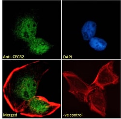 Invitrogen CECR2 Polyclonal Antibody 100 &mu;g; Unconjugated:Antibodies,