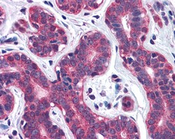 Invitrogen SNX12 Polyclonal Antibody 100 &mu;g; Unconjugated:Antibodies,