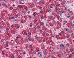 Invitrogen SNX12 Polyclonal Antibody 100 &mu;g; Unconjugated:Antibodies,
