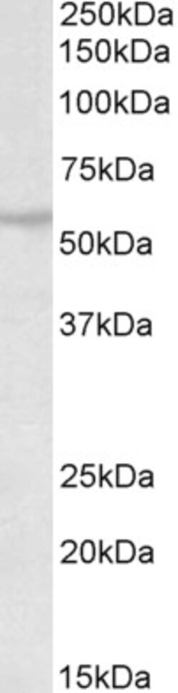 Invitrogen RNF36 Polyclonal Antibody 100 &mu;g; Unconjugated:Antibodies,