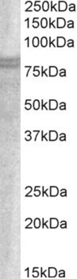 Invitrogen SNX18 Polyclonal Antibody 100 &mu;g; Unconjugated:Antibodies,