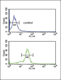 Invitrogen MSRA Polyclonal Antibody 400 &mu;L; Unconjugated:Antibodies,