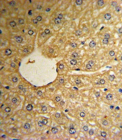 Invitrogen MSRA Polyclonal Antibody 400 &mu;L; Unconjugated:Antibodies,