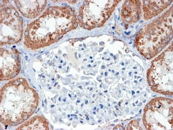Invitrogen USP16 Polyclonal Antibody 100 &mu;g; Unconjugated:Antibodies,