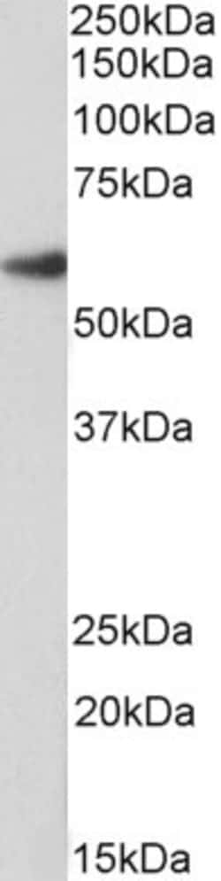 Invitrogen FOXA2 Polyclonal Antibody, Biotin 100 &mu;g; Biotin:Antibodies,