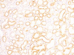 Invitrogen FOXD1 Polyclonal Antibody 100 &mu;g; Unconjugated:Antibodies,