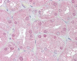 Invitrogen FOXD1 Polyclonal Antibody 100 &mu;g; Unconjugated:Antibodies,