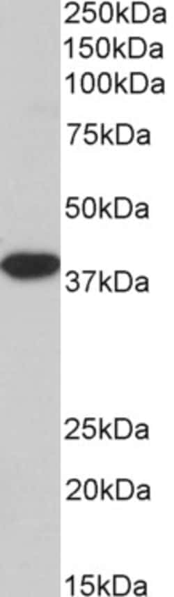 Invitrogen MRG15 Polyclonal Antibody, Biotin 100 &mu;g; Biotin:Antibodies,