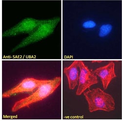 Invitrogen UBA2 Polyclonal Antibody 100 &mu;g; Unconjugated:Antibodies,