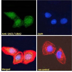 Invitrogen UBA2 Polyclonal Antibody 100 &mu;g; Unconjugated:Antibodies,