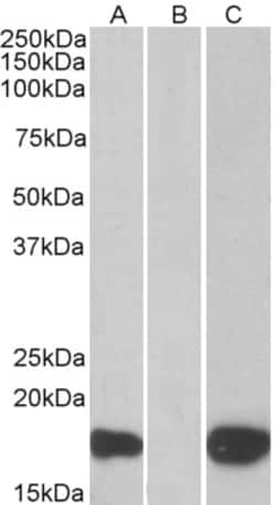 Invitrogen PHLDA3 Polyclonal Antibody 100 &mu;g; Unconjugated:Antibodies,