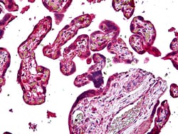 Invitrogen SNX4 Polyclonal Antibody 100 &mu;g; Unconjugated:Antibodies,