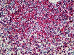 Invitrogen SNX4 Polyclonal Antibody 100 &mu;g; Unconjugated:Antibodies,