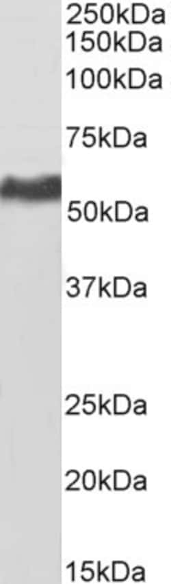 Invitrogen KPNA2 Polyclonal Antibody, Biotin 100 &mu;g; Biotin:Antibodies,
