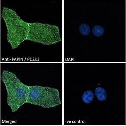 Invitrogen PDZD2 Polyclonal Antibody 100 &mu;g; Unconjugated:Antibodies,