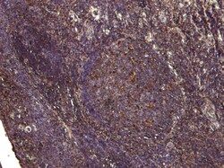 Invitrogen PDZD2 Polyclonal Antibody 100 &mu;g; Unconjugated:Antibodies,