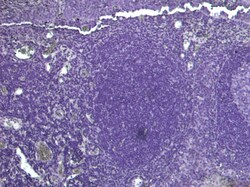 Invitrogen PDZD2 Polyclonal Antibody 100 &mu;g; Unconjugated:Antibodies,