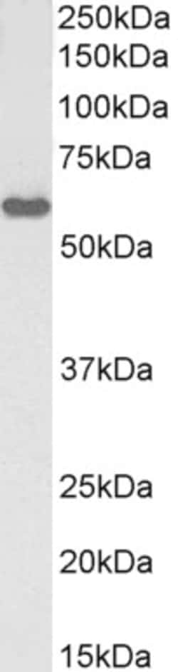 Invitrogen KPNA3 Polyclonal Antibody, Biotin 100 μg; Biotin:Antibodies,