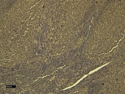 Invitrogen SCRIB Polyclonal Antibody 100 &mu;g; Unconjugated:Antibodies,