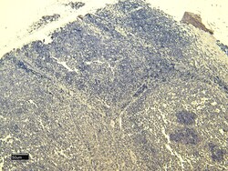 Invitrogen SCRIB Polyclonal Antibody 100 &mu;g; Unconjugated:Antibodies,