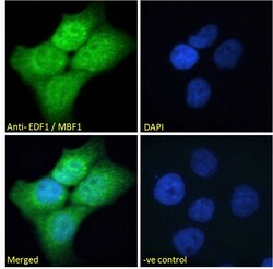 Invitrogen EDF1 Polyclonal Antibody 100 &mu;g; Unconjugated:Antibodies,