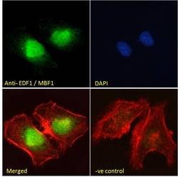 Invitrogen EDF1 Polyclonal Antibody 100 &mu;g; Unconjugated:Antibodies,
