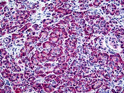Invitrogen EDF1 Polyclonal Antibody 100 &mu;g; Unconjugated:Antibodies,