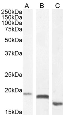 Invitrogen EDF1 Polyclonal Antibody 100 &mu;g; Unconjugated:Antibodies,