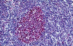Invitrogen BRG1 Polyclonal Antibody 100 &mu;g; Unconjugated:Antibodies,