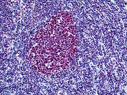 Invitrogen BRG1 Polyclonal Antibody 100 &mu;g; Unconjugated:Antibodies,