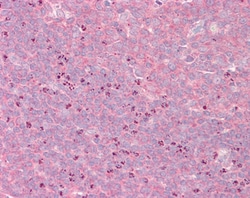 Invitrogen GRASP1 Polyclonal Antibody 100 &mu;g; Unconjugated:Antibodies,