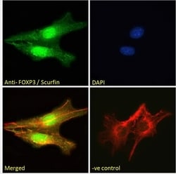Invitrogen FOXP3 Polyclonal Antibody 100 &mu;g; Unconjugated:Antibodies,