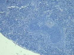 Invitrogen FOXP3 Polyclonal Antibody 100 &mu;g; Unconjugated:Antibodies,