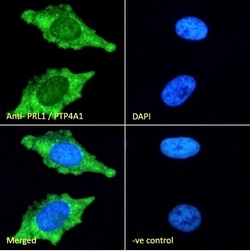 Invitrogen PRL1 Polyclonal Antibody 100 &mu;g; Unconjugated:Antibodies,