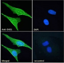 Invitrogen EHD1 Polyclonal Antibody 100 &mu;g; Unconjugated:Antibodies,