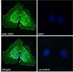 Invitrogen EHD1 Polyclonal Antibody 100 &mu;g; Unconjugated:Antibodies,