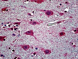 Invitrogen EHD1 Polyclonal Antibody 100 &mu;g; Unconjugated:Antibodies,