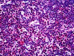 Invitrogen EHD1 Polyclonal Antibody 100 &mu;g; Unconjugated:Antibodies,