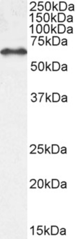 Invitrogen EHD1 Polyclonal Antibody 100 &mu;g; Unconjugated:Antibodies,