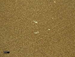 Invitrogen CTGF Polyclonal Antibody 100 &mu;g; Unconjugated:Antibodies,