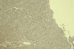 Invitrogen CTGF Polyclonal Antibody 100 &mu;g; Unconjugated:Antibodies,