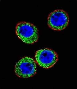 Invitrogen CD10 Polyclonal Antibody 400 &mu;L; Unconjugated:Antibodies,