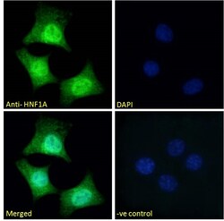 Invitrogen HNF1A Polyclonal Antibody 100 &mu;g; Unconjugated:Antibodies,