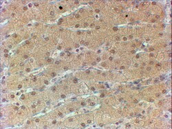 Invitrogen HNF1A Polyclonal Antibody 100 &mu;g; Unconjugated:Antibodies,