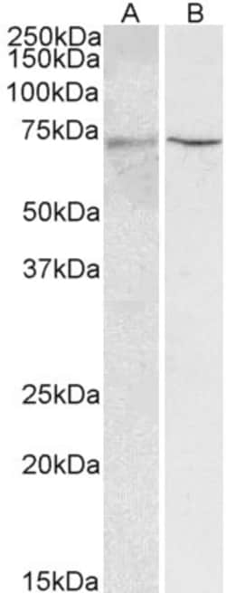 Invitrogen HNF1A Polyclonal Antibody 100 &mu;g; Unconjugated:Antibodies,