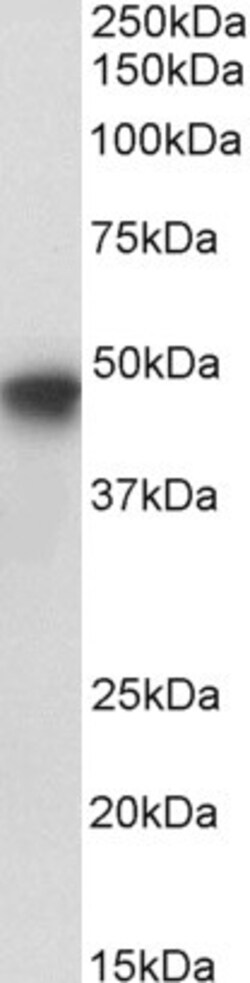 Invitrogen PAI1 Polyclonal Antibody, Biotin 100 μg; Biotin:Antibodies,
