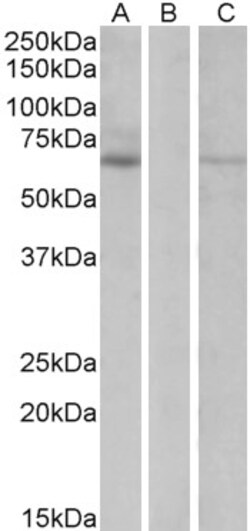 Invitrogen MKRN1 Polyclonal Antibody 100 &mu;g; Unconjugated:Antibodies,