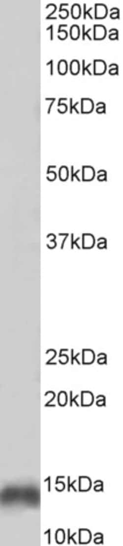 Invitrogen Parvalbumin Polyclonal Antibody, Biotin 100 &mu;g; Biotin:Antibodies,