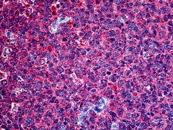 Invitrogen Securin Polyclonal Antibody 100 &mu;g | Buy Online | Invitrogen&trade; | Fisher Scientific